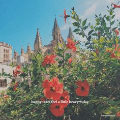 red flowers are in the foreground and an old building is in the background with a blue sky