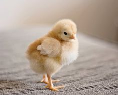 a small chicken standing on top of a bed