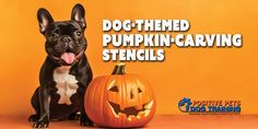 a black and white dog sitting next to a pumpkin with the words, dog - themed pumpkin carving stencils