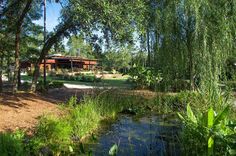 a small pond surrounded by trees and grass