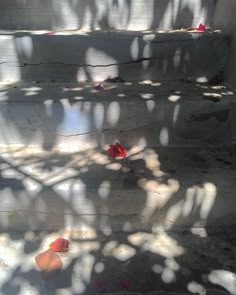 some red flowers sitting on the steps in front of a building with shadows cast on them