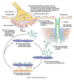 an image of the cell membrane and its functions in cellular structure, including photosyncion