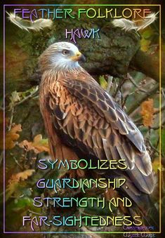 an eagle sitting on top of a tree branch with the words feather folklore above it