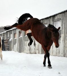 two horses are running in the snow near an old building and one horse is jumping up into the air