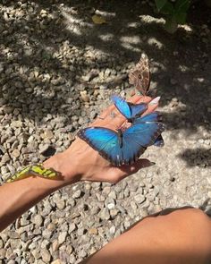 a woman's hand holding two butterflies on her arm, with rocks in the background