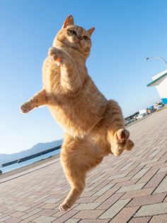 an orange cat is jumping in the air