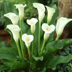 some white flowers are in the middle of green leaves and plants on the other side