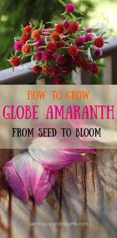 a pink flower with the words how to grow globe amarnth from seed to bloom