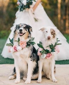 two dogs with flowers in their collars sitting next to each other on the ground