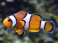 an orange and white clown fish swimming in the water