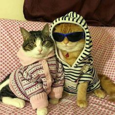 two cats wearing sweaters and sunglasses sitting on a bed