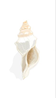 an illustration of a sea shell on a white background