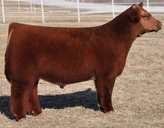 a large brown cow standing on top of a dry grass field next to a white fence