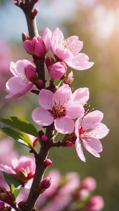 pink flowers blooming on a tree branch in the sun light, with blurry background