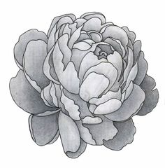 a black and white drawing of a peony on a white background, it looks like the flower is in full bloom