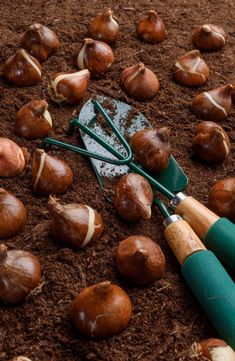 Ultimate guide to planting flower bulbs in garden Plant Bulbs