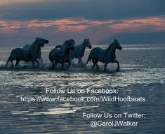 four horses running in the water at sunset with text below that reads follow us on facebook