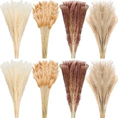 four different types of dried grass on a white background