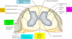 Spinal Cord Anatomy - Parts and Spinal Cord Functions Spinothalamic Tract, Reticular Formation, Dorsal Root Ganglion, Cauda Equina, Vertebral Artery, Sensory Nerves, Cerebral Cortex