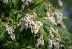 some white flowers are growing on a tree