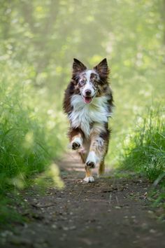 Photo d'un chien berger australien qui court dans une notre direction sur un chemin dans une forêt 2024 Manifestations, Pet Photography, Shooting Photo, Scene Photo, Animal Photography, Dog Lovers, Dogs, Animals