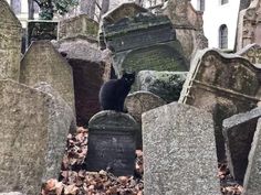 a black cat is sitting on the headstones of old cemetery tombstones in autumn