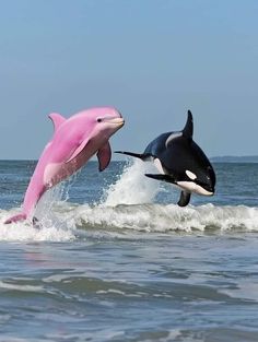 two orca whales are jumping out of the water on surfboards in the ocean