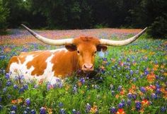 a brown and white cow with long horns in a field full of wildflowers