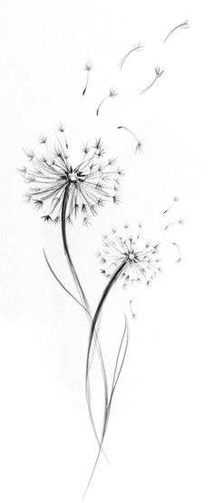 a black and white drawing of a dandelion