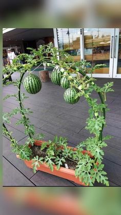 a plant with watermelon hanging from it's sides on the ground in front of a building