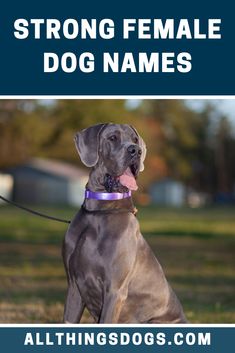 a large gray dog sitting on top of a grass covered field with the words strong female dog names