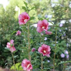 pink flowers are blooming in the garden