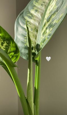 a plant with green leaves and a white heart in the center, on a table