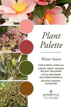 the color scheme for plant palettes