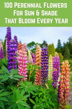 colorful flowers with text overlay that reads, 100 perennial flowers for sun & shade that bloom every year