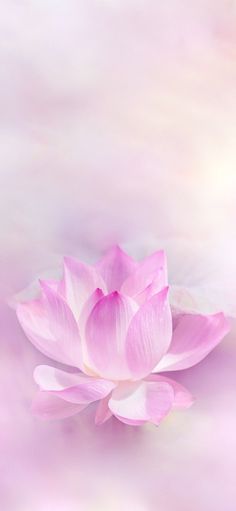 a large pink flower floating on top of a body of water in front of a light colored background