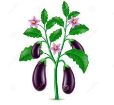 an eggplant plant with purple flowers and green leaves on a white background illustration