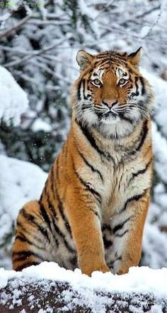 a tiger is sitting in the snow