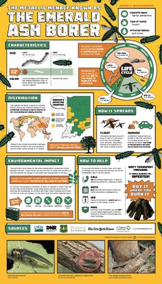 a poster with information about the different types of bugs and their names in english or spanish