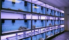 a room filled with lots of fish tanks