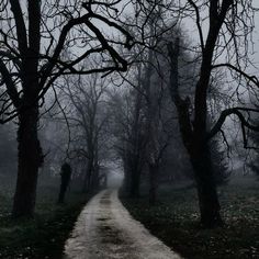 a dirt road in the middle of a forest with bare trees on both sides and foggy skies overhead