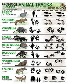 an animal tracks chart with different types of animals and their tracks in each one's hand