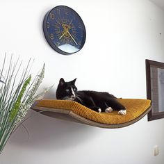 a black and white cat laying on top of a wooden shelf next to a clock