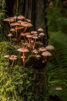 a group of mushrooms growing on the side of a tree