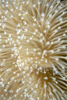 close up view of the center of a white sea anemone with tiny stars on it