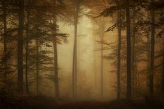 a foggy forest filled with lots of tall trees