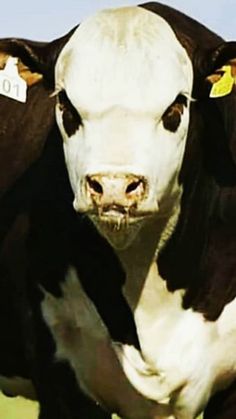 a black and white cow standing on top of a grass covered field with a tag in it's ear