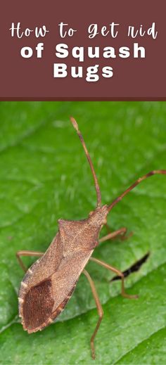 a close up of a bug on a leaf with text overlay reading how to get rid of squash bugs