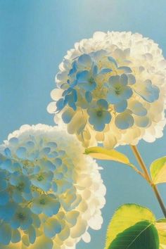 three white flowers with green leaves against a blue sky