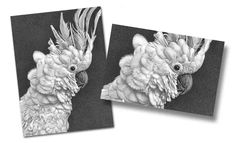 two black and white pictures of birds with feathers